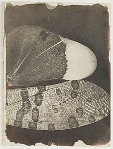 10473063
� National Media Museum
Insect wings, c 1840.