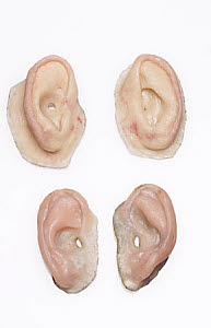 10452457
� Science Museum
Artificial ears, 1960-1980.