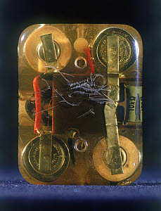 10306677
� Science Museum
Internal cardiac pacemaker, 1961-1962.