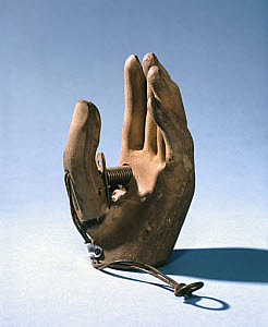10288797
� Science Museum
Prosthetic hand, 1979-1981.