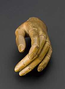 10546363
� Science Museum
Wooden hand with all fingers fully articulated. Origin unknown, probably c.1914.