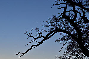 10545413
�
Mercury