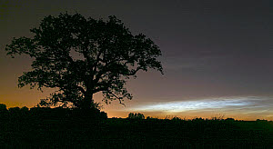 10546063
� Jamie Cooper
Noctilucent clouds over Northamptonshire, UK. Taken 17 June 2009