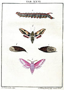 10309697
� Science Museum Library
Caterpillar, chrysalis and moths, 1776.