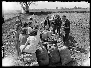 10462484
� NMeM Daily Herald Archive
Tom Bavin, 1945.