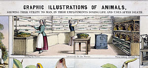 10320285
� Science Museum Pictorial
'Laboratory for the worms', c 1845.