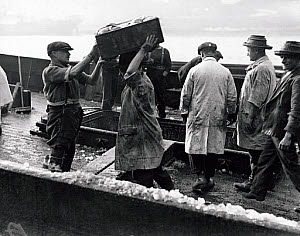 10316877
&copy; NMeM Daily Herald Archive
Unloading fish cargo, 1 April 1931.