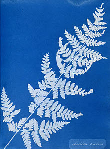 10310400
&copy; National Media Museum
Cyanotype of Lastrea cristata, 1853.