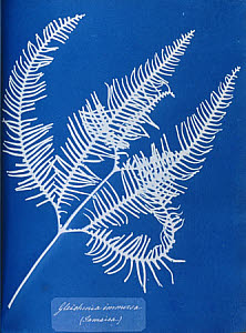 10310403
&copy; National Media Museum
Cyanotype of a Jamaican fern, Gleichenia immensa, 1853.