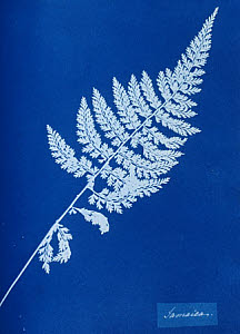 10310406
&copy; National Media Museum
Cyanotype of British fern, 1853.