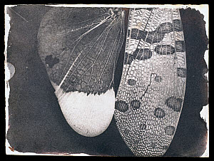 10305908
&copy; National Media Museum
Insect wings, c.1840.