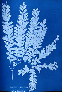10310411
&copy; National Media Museum
Cyanotype of a North American fern, Adiantum pedatum, 1853.