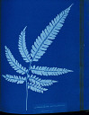 10310413
&copy; National Media Museum
Cyanotype of the Adiantum serrulatum fern, 1853.
