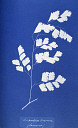 10310414
&copy; National Media Museum
Cyanotype of British fern, 1853.