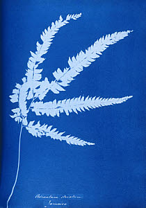 10310416
&copy; National Media Museum
Cyanotype of Jamaican fern, Adiantum striatum, 1853.