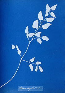 10310418
&copy; National Media Museum
Cyanotype of Pteris sagittaria, 1853.