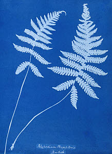 10310422
&copy; National Media Museum
Cyanotype of Polypodium phegopteris, 1853.