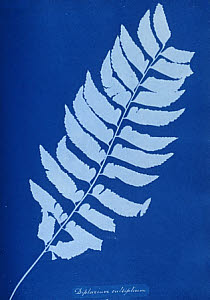 10310425
&copy; National Media Museum
Cyanotype of Diplazium cultifolium, 1853.