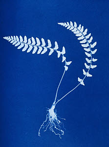 10310429
&copy; National Media Museum
Cyanotype of Aspidium trapezoides, 1853.