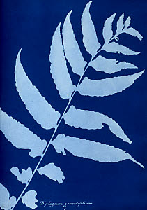 10310434
&copy; National Media Museum
Cyanotype of Diplazium grandifolium, 1853.