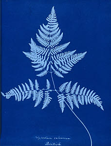 10310436
&copy; National Media Museum
Cyanotype of Polypodium calcareum, 1853.