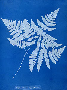 10310437
&copy; National Media Museum
Cyanotype of Polypodium dryopteris, 1853.