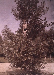 10462737
Boy in a tree, c 1920.
