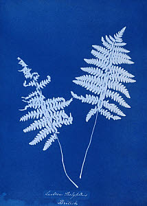 10310438
&copy; National Media Museum
Cyanotype of Lastrea thelypteris, 1853.