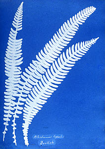 10301550
&copy; National Media Museum
Cyanotype of a British fern, 1853.