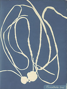 10302250
&copy; National Media Museum
Cyanotype of Himanthalia Lorea, c 1843.