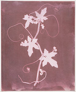 10455052
&copy; National Media Museum
�Byronia dioca - The English Wild Vine�, c 1839.