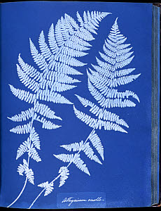 10310456
&copy; National Media Museum
Cyanotype of British ferns, 1853.