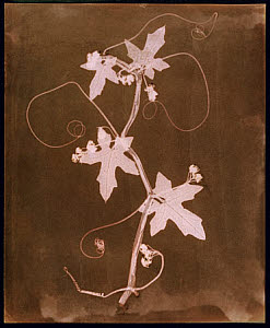 10300067
&copy; National Media Museum
�Byronia dioca - The English Wild Vine�, c 1839.