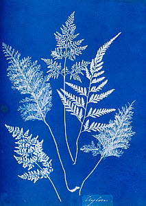 10310375
&copy; National Media Museum
Cyanotype of Ceylonese ferns, 1853.