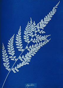 10310384
&copy; National Media Museum
Cyanotype of Ceylonese fern, 1853.