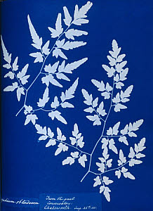 10310392
&copy; National Media Museum
Cyanotype of a fern from the Chatsworth Conservatory, 1853.