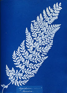 10310393
&copy; National Media Museum
Cyanotype of Jamaican fern, 1853.