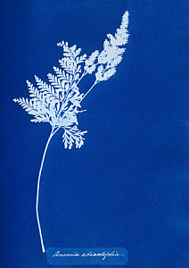 10310398
&copy; National Media Museum
Cyanotype of Pine Fern, 1853.