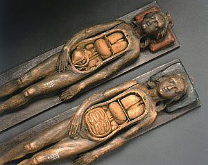 10284103
&copy; Science Museum
Two wooden anatomical figures, 17th century.