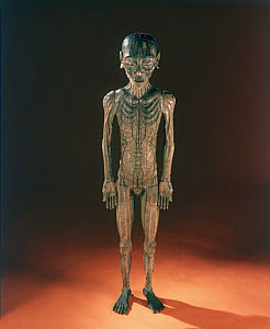 10284604
&copy; Science Museum
Acupuncture figure, Chinese, late Ming Dynasty, c 17th century.