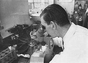 10411908
&copy; Manchester Daily Express
Scientist conducting IVF research, Jessop Hospital, Sheffield, 1970.