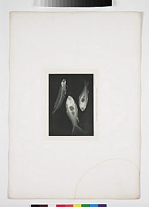 10450309
&copy; Science Museum
X-ray of fish, 1896.