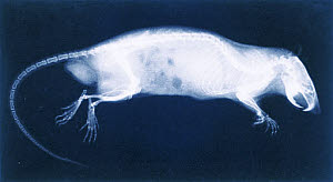 10309610
&copy; NMeM
X-ray of a rat, 1896.