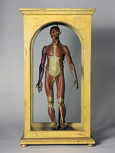 10305915
&copy; Science Museum
Wax male anatomical figure, Italy, 1776-1780.
