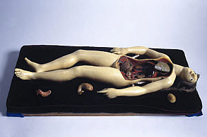 10305918
&copy; Science Museum
Wax anatomical figure of a reclining female, c 1771-1780.