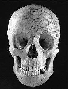 10284221
&copy; Science Museum
Phrenological head made from a skull, 1815-1900.