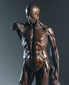 10322938
&copy; Science Museum
Carved wooden male anatomical figure, 1731-1770.