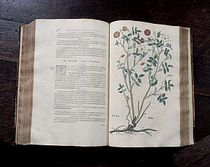 10288853
&copy; Science Museum
Leonhart Fuch's book on herbals, 1545.