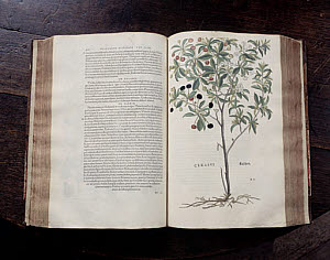 10288854
&copy; Science Museum
Leonhart Fuch's book on herbals, 1545.