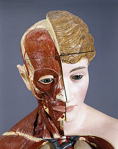 10284055
&copy; Science Museum
Life size anatomical female figure, c 1900.
